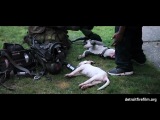 Пожарные спасли собак.